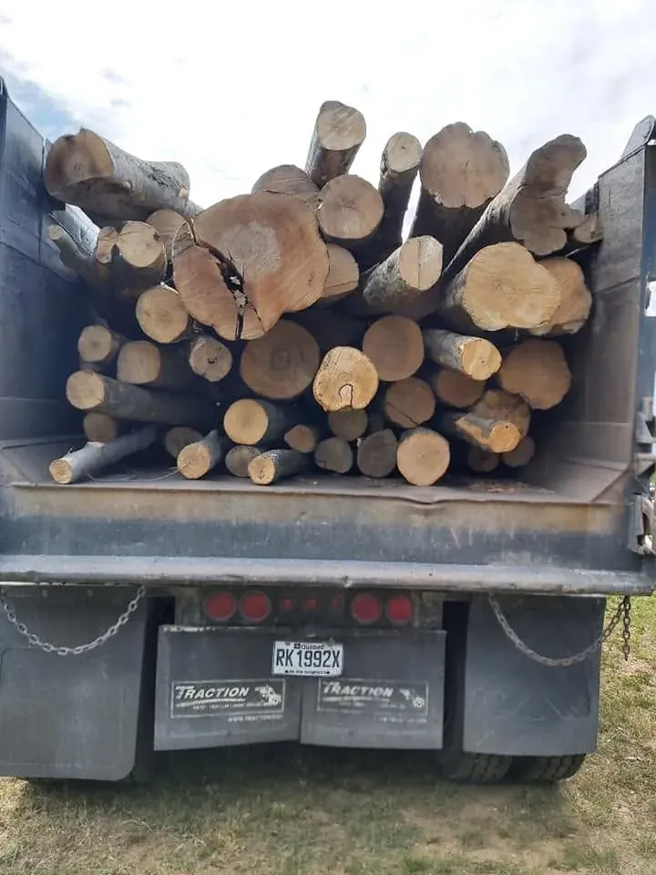 Arrière d’une benne remplie de billots de bois